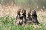 DOGUE DU TIBET 336